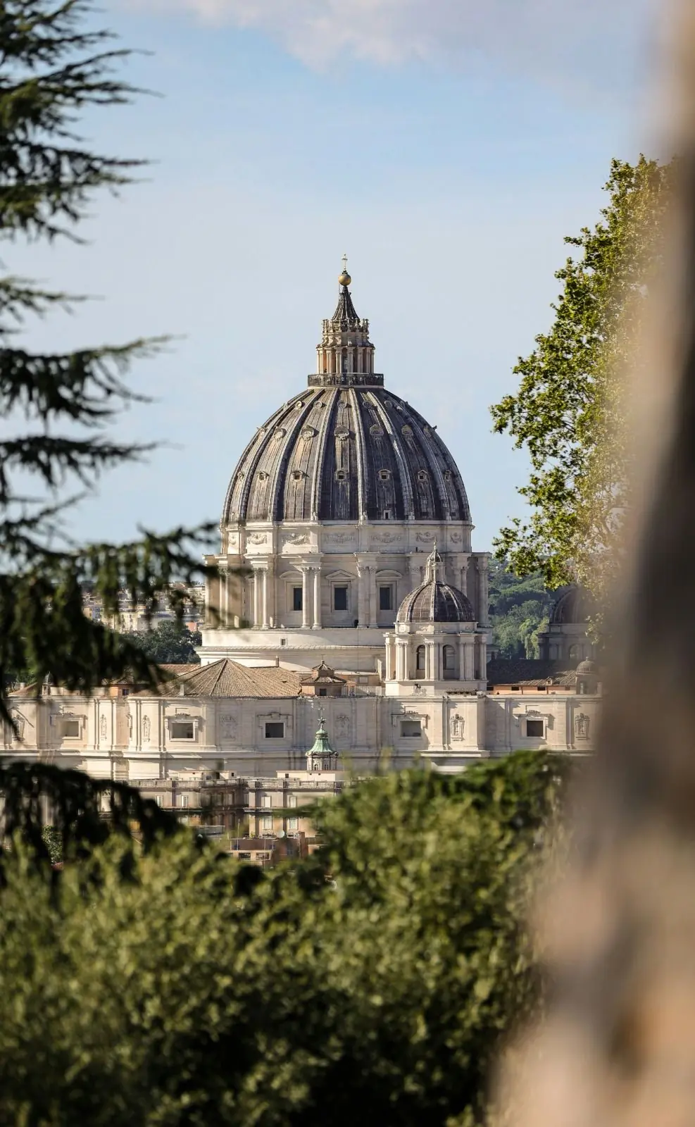 The dome of St. Peter's Basilica in Vatican City rises above the rooftops in warm afternoon light, framed by pine and cedar branches in the foreground.